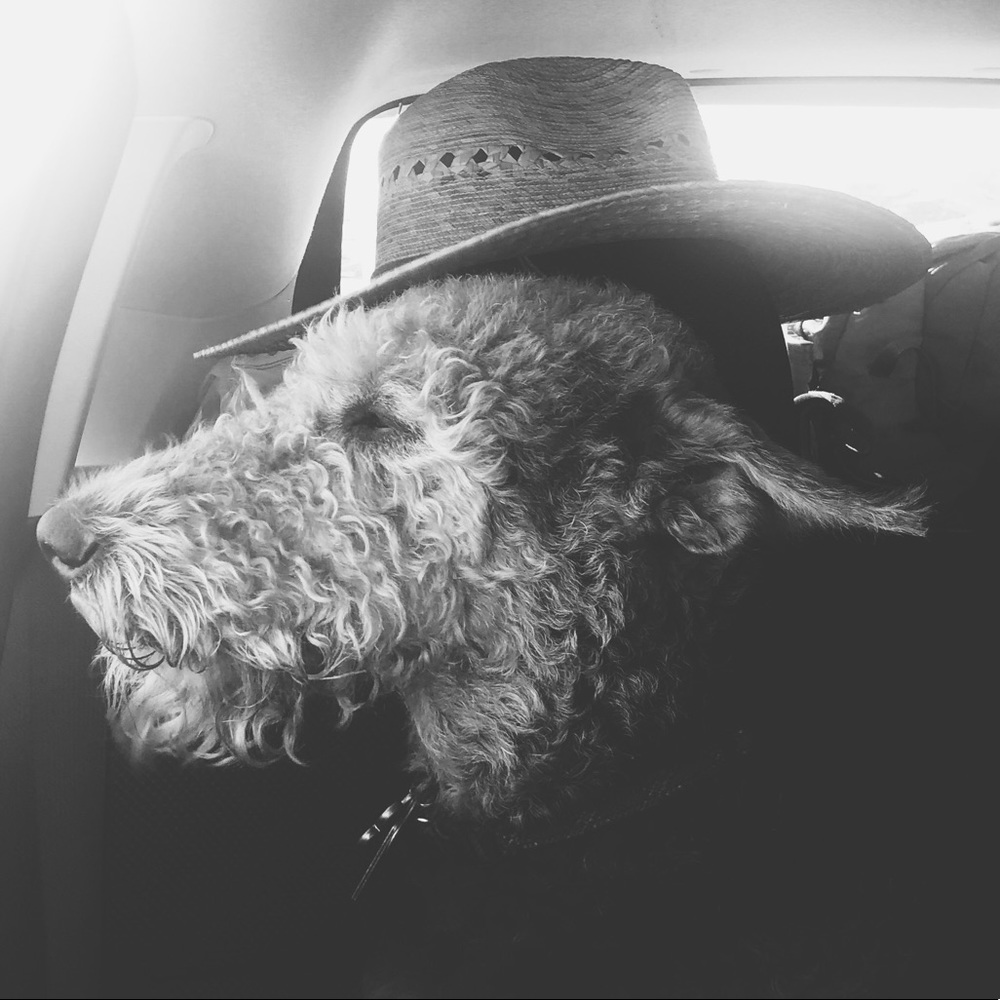 Meet your Posher, Lindsey